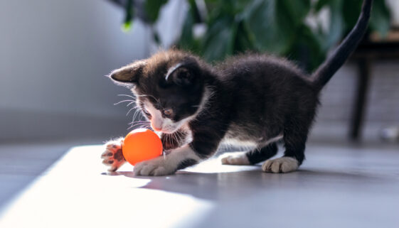 Katzenbälle für Katzen Kitten